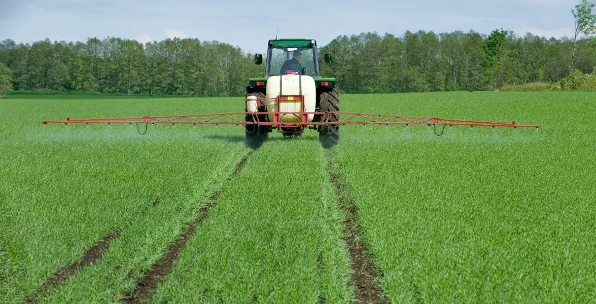 traktor med buren växtskyddsspruta kör över fält med höstvete. bommen på sprutan är placerad alldeles för högt.