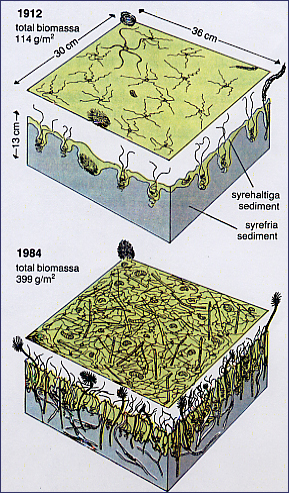 Bottenfauna i Skälderviken