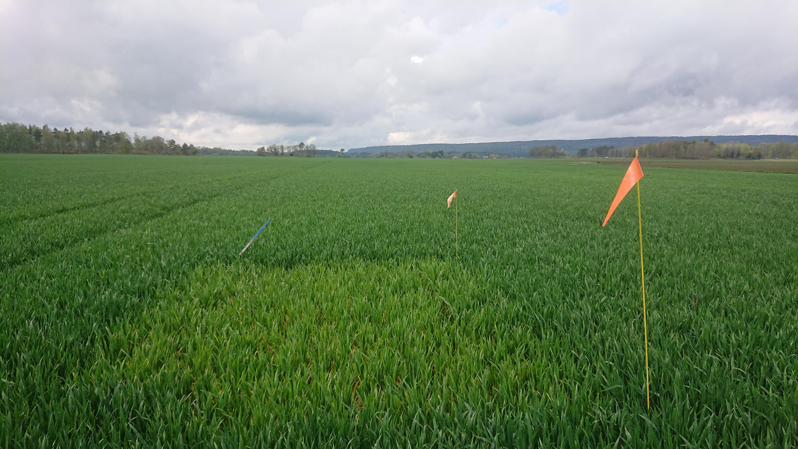 Foto som visar ett höstvetefält med ogödslad ruta där den ogödslade rutan är ljusare i färgen jämfört med omkringliggande fält. 