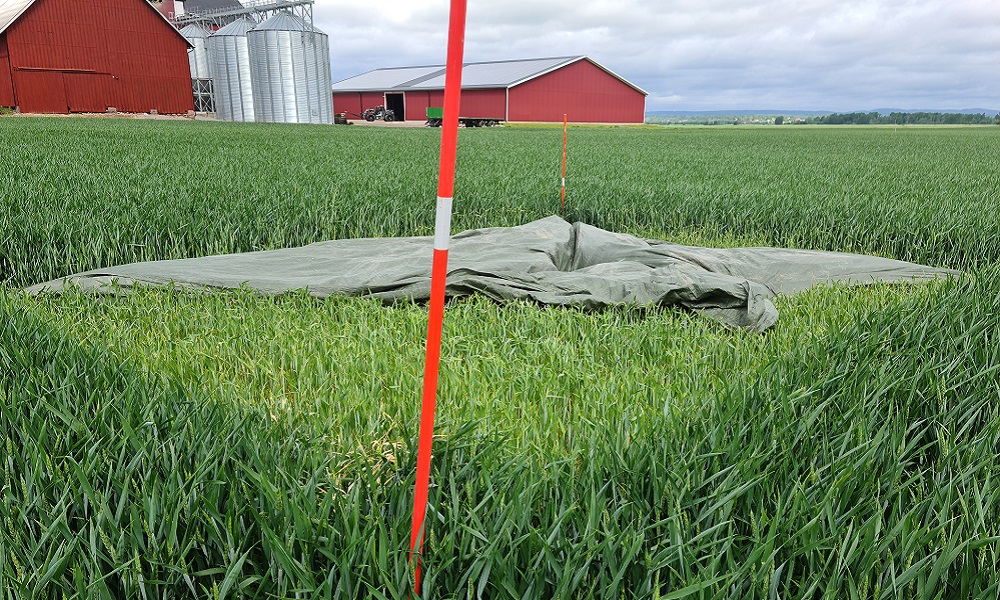 Foto som visar nollruta delvis täckt med presenning på fält T24 i Nybble, Vintrosa. Färgskillnaden mellan ogödslad ruta och fält är tydlig.