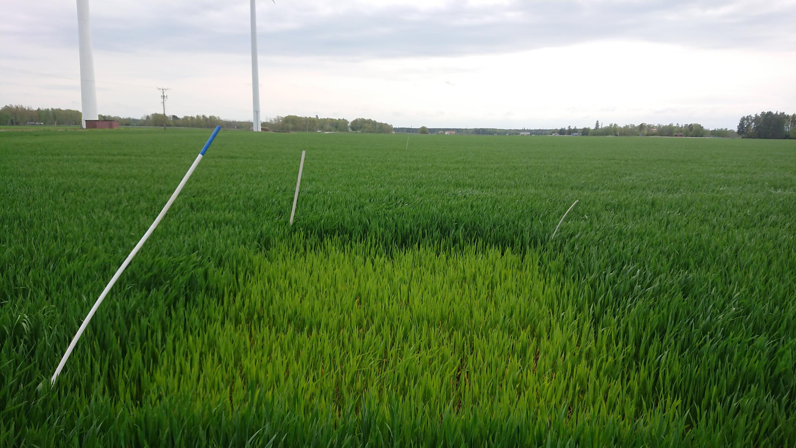 Bildbeskrivning: Foto som visar ett höstvetefält med ogödslad ruta där den ogödslade rutan är ljusare i färgen jämfört med omkringliggande fält.