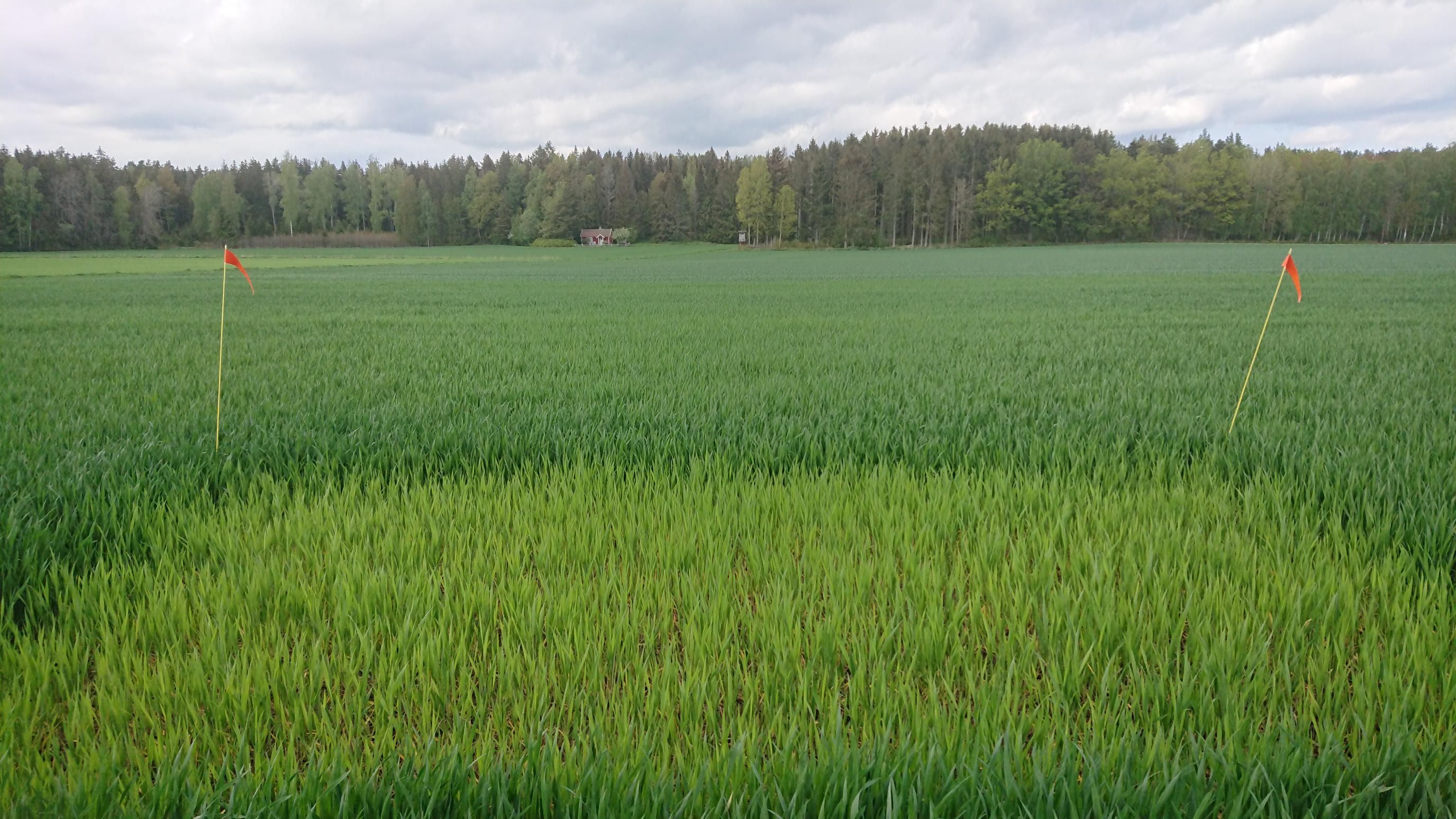 Foto som visar ett höstvetefält med ogödslad ruta där den ogödslade rutan är ljusare i färgen jämfört med omkringliggande fält.