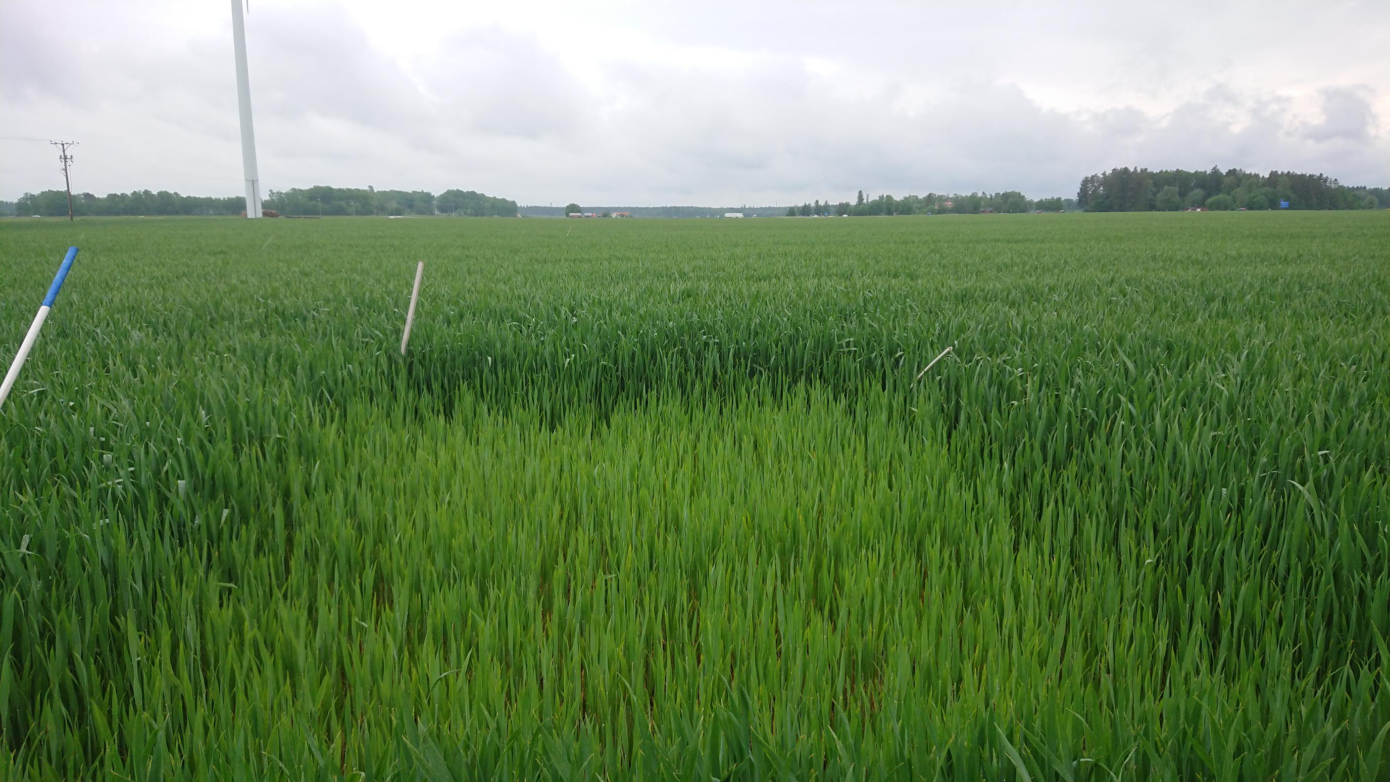 Bildbeskrivning: Foto som visar ett höstvetefält med ogödslad ruta där den ogödslade rutan är ljusare i färgen jämfört med omkringliggande fält.