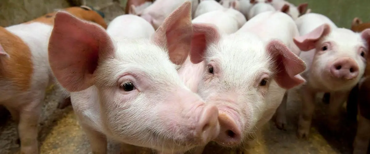 Avvänjningsgrisar i en box