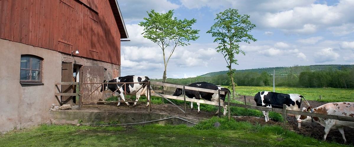 Kor på väg in i ladugården