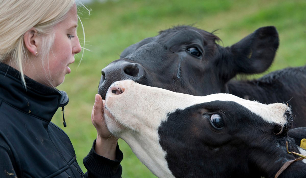 En kvinna tillsammans med två kalvar som nosar på hennes hand