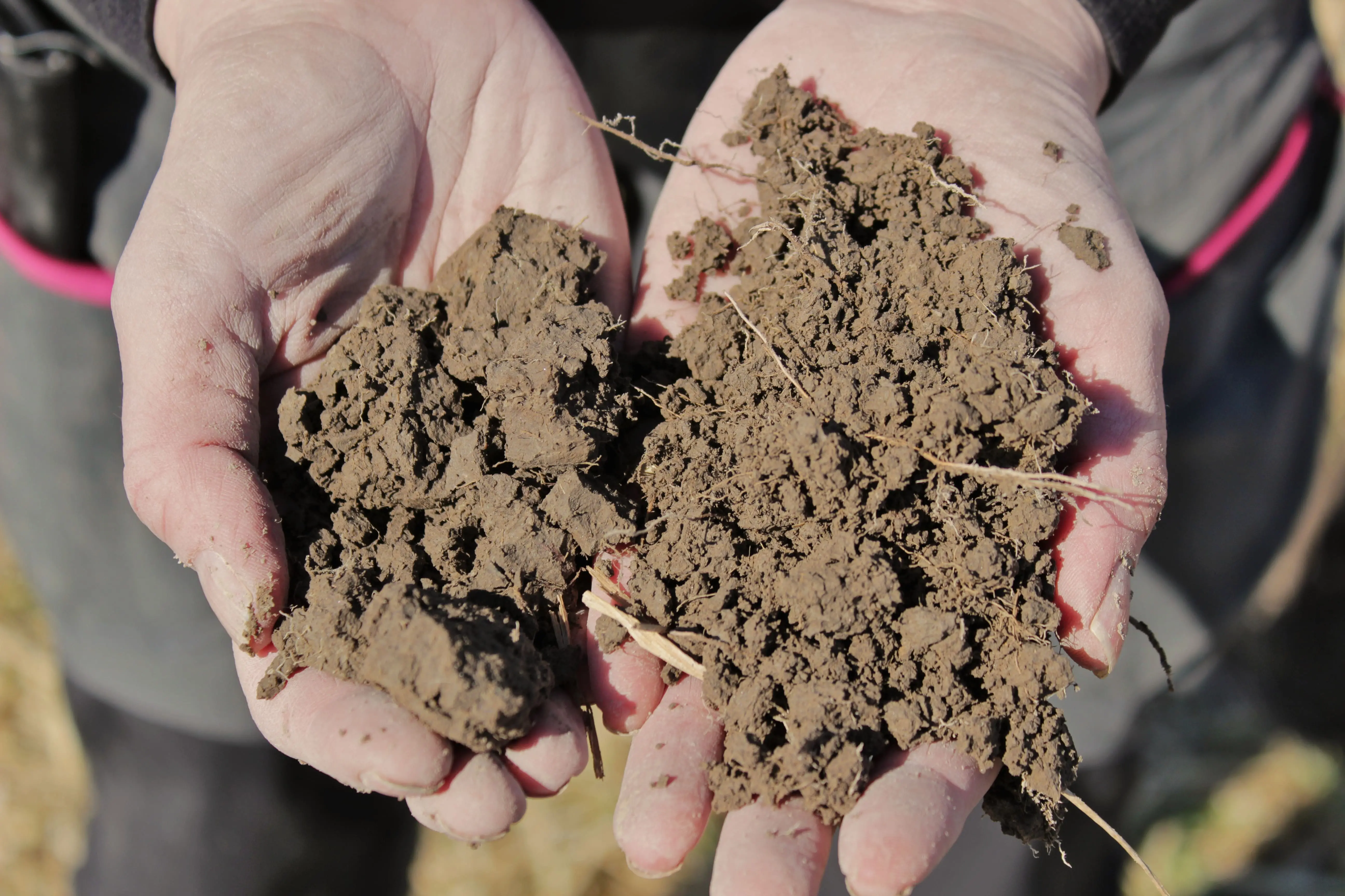 Två händer som håller i välagrigerad jord